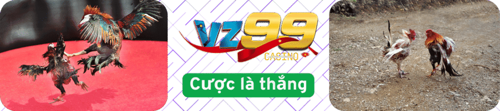 Đá gà tại vz99 - trải nghiệm cá cược đỉnh cao
