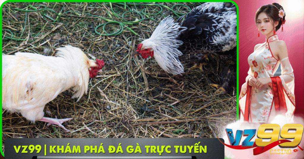 VZ99 | Khám Phá Đá Gà Trực Tuyến Chi Tiết (ảnh đại diện)