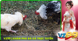 VZ99 | Khám Phá Đá Gà Trực Tuyến Chi Tiết (ảnh đại diện)