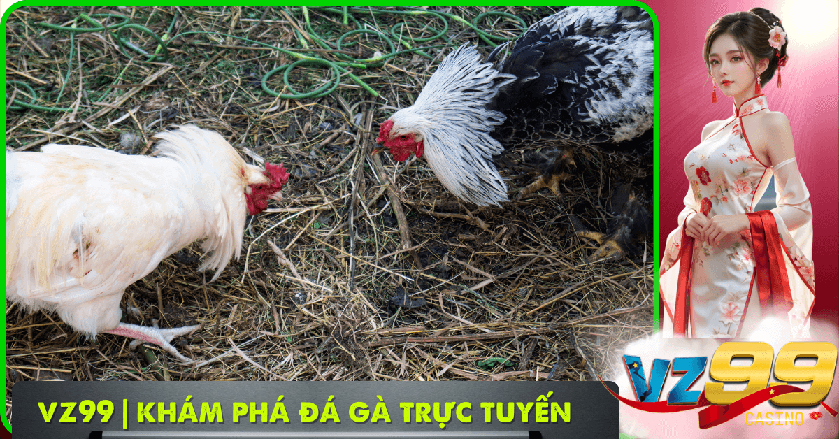 VZ99 | Khám Phá Đá Gà Trực Tuyến Chi Tiết (ảnh đại diện)