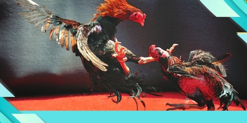 Live đá gà trực tiếp là trải nghiệm như đang ở trường đấu