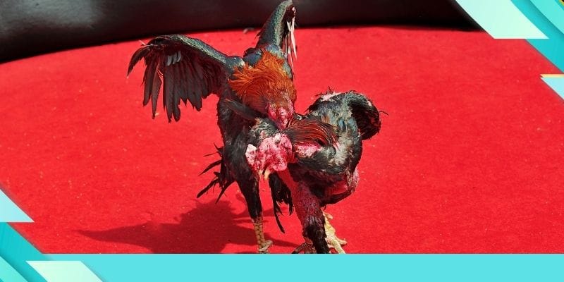 Nhiều trải nghiệm đá gà tuyệt vời khi xem trực tiếp