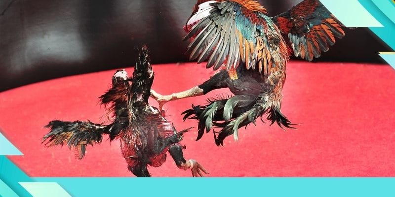 Tìm kiếm địa chỉ trải nghiệm chọi gà chất lượng