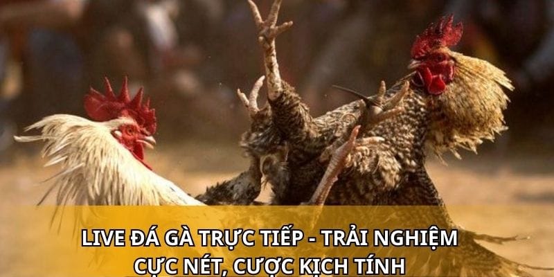 Live Đá Gà Trực Tiếp