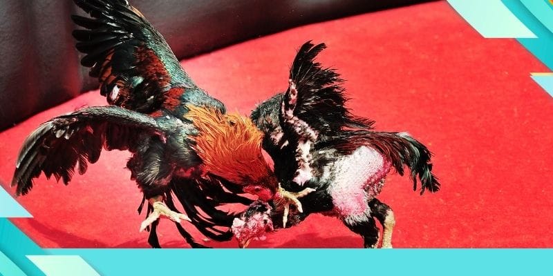 Xem trực tiếp đá gà 67 thu hút nhiều người chơi